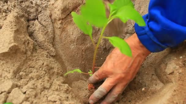 Piantare albero di ginseng in giardino — Video Stock