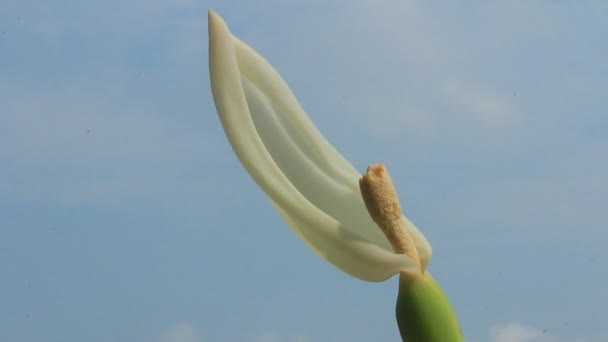 Weiße Blumen am blauen Himmel — Stockvideo