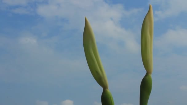 Vita blommor på blå himmel — Stockvideo