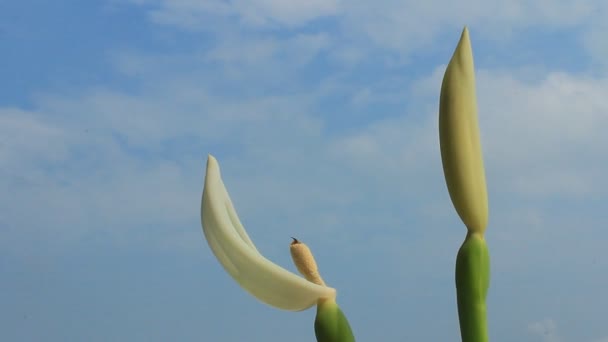 White flowers on blue sky — Stock Video