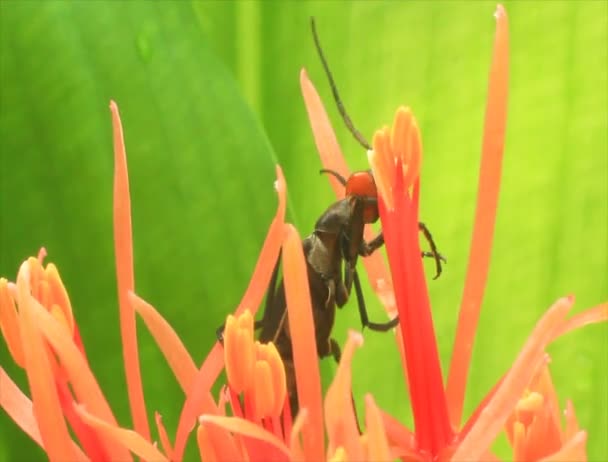 Hortensia op een bewolkte achtergrond — Stockvideo