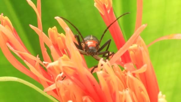 Hortensie auf einem bewölkten Hintergrund — Stockvideo