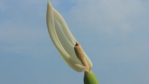 Witte bloemen op blauwe lucht — Stockvideo