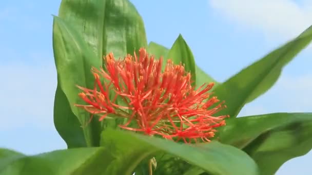 Hortênsia em um fundo nublado — Vídeo de Stock