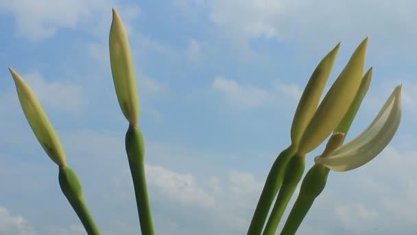 Witte bloemen op blauwe lucht — Stockvideo