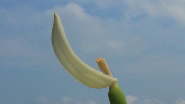 Vita blommor på blå himmel — Stockvideo