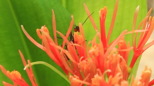 Hortensia op een bewolkte achtergrond — Stockvideo