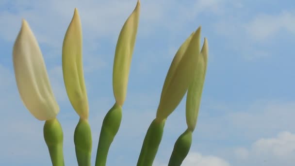 Witte bloemen op blauwe lucht — Stockvideo