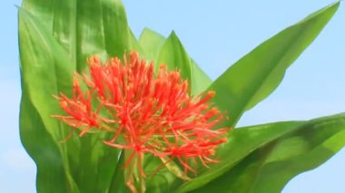 A felhős háttér Hortenzia