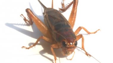 beyaz bir arka plan üzerinde kriket