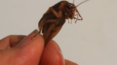 beyaz bir arka plan üzerinde kriket