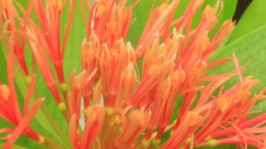 A felhős háttér Hortenzia