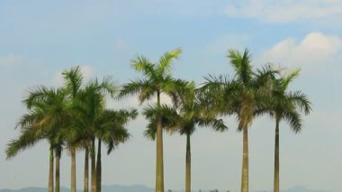 Palmiye ağaçları ve gökyüzü