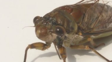 ağustosböceği beyaz zemin üzerine