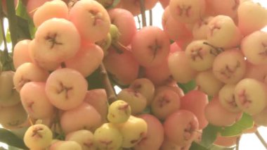 Bahçedeki erik ağacı