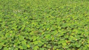 Lotus göleti