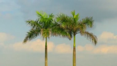 Palmiye ağaçları ve gökyüzü