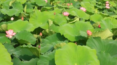 Lotus göleti