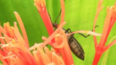 A felhős háttér Hortenzia