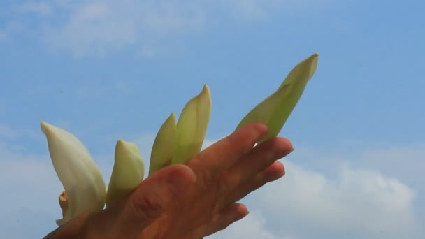 Білі квіти на блакитному небі — стокове відео