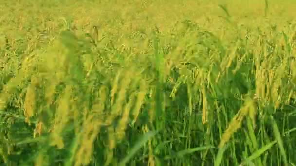 Reisfelder — Stockvideo