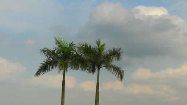 Palmeras y cielo — Vídeos de Stock