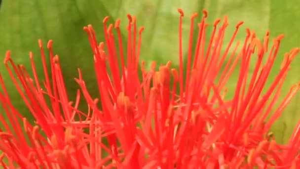 Hortensia på en grumlig bakgrund — Stockvideo