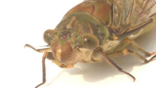 Cicada on a white background — Stock Video