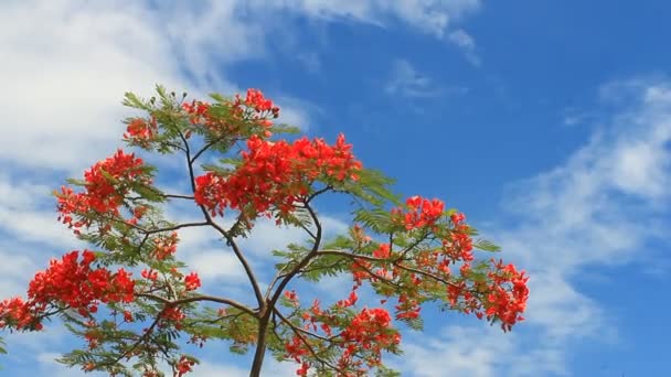 Пуансиана деревья и небо — стоковое видео