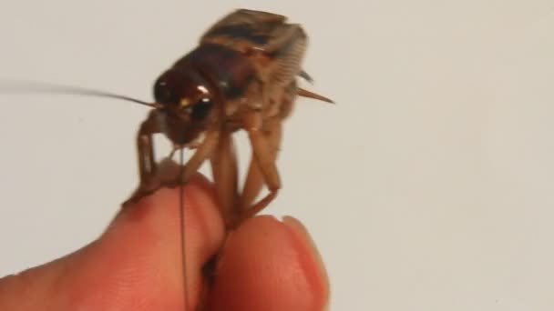 Cicada on a white background — Stock Video