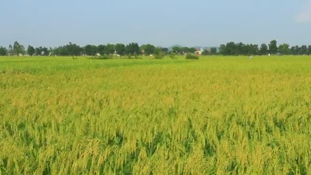 Campos de arroz — Vídeos de Stock