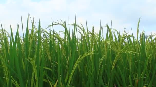 Рисові поля — стокове відео