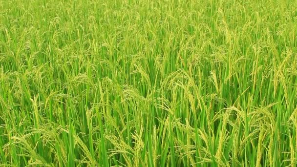 Paddy fields — Stock Video