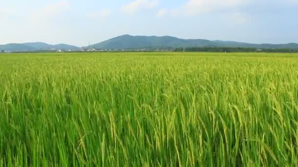 Paddy fields — Stock Video