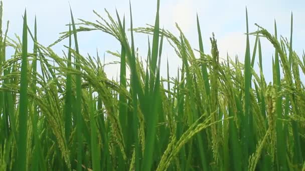 Campos de arroz — Vídeos de Stock