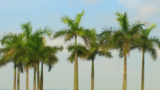 Palmeras y cielo — Vídeos de Stock