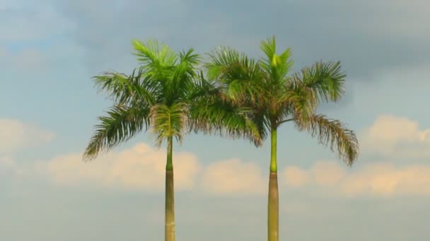 Palmeras y cielo — Vídeos de Stock