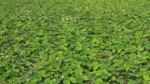 Lotus pond — Stock Video