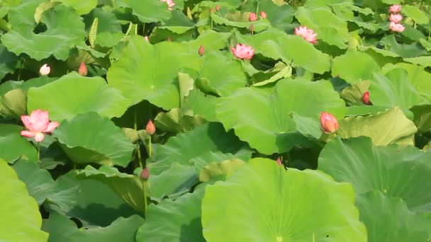 Lotus pond — Stock Video