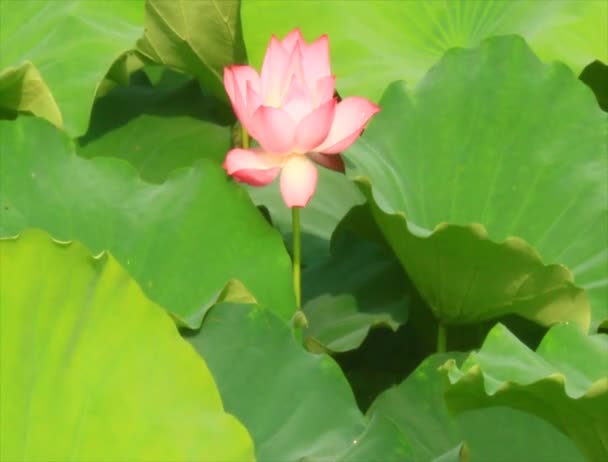 Staw lotosu — Wideo stockowe