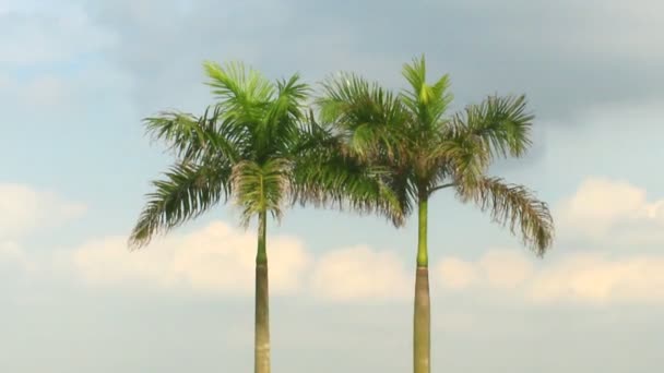 야자나무와 하늘 — 비디오
