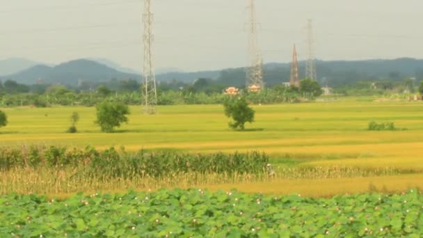 Campos de arroz — Vídeos de Stock