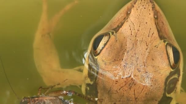 Grenouille gros plan — Video