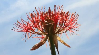 A felhős háttér Hortenzia