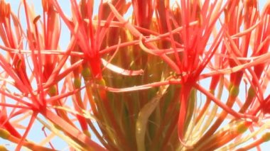 A felhős háttér Hortenzia