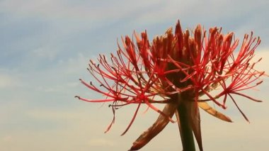 A felhős háttér Hortenzia