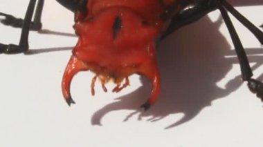 Beyaz arka planda kırmızı böcek