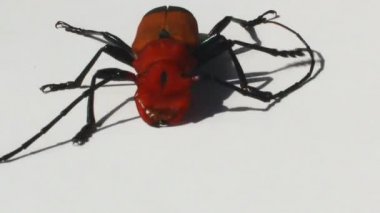 Beyaz arka planda kırmızı böcek