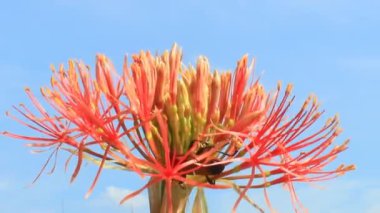 A felhős háttér Hortenzia