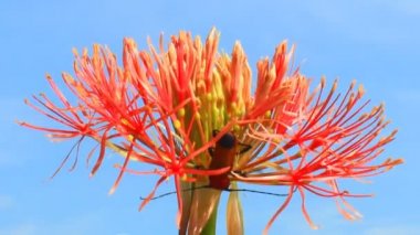 A felhős háttér Hortenzia